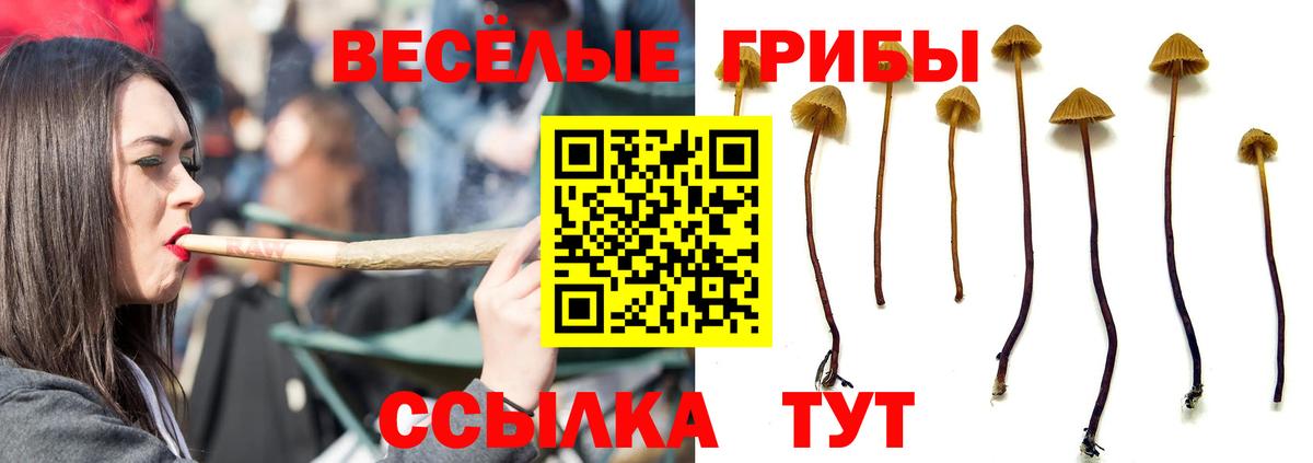 Псилоцибиновые грибы Psilocybe Ахтубинск